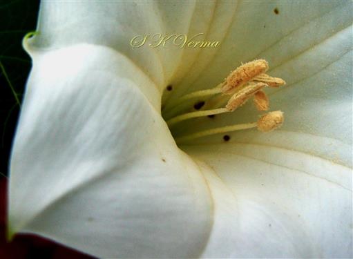  Stamens